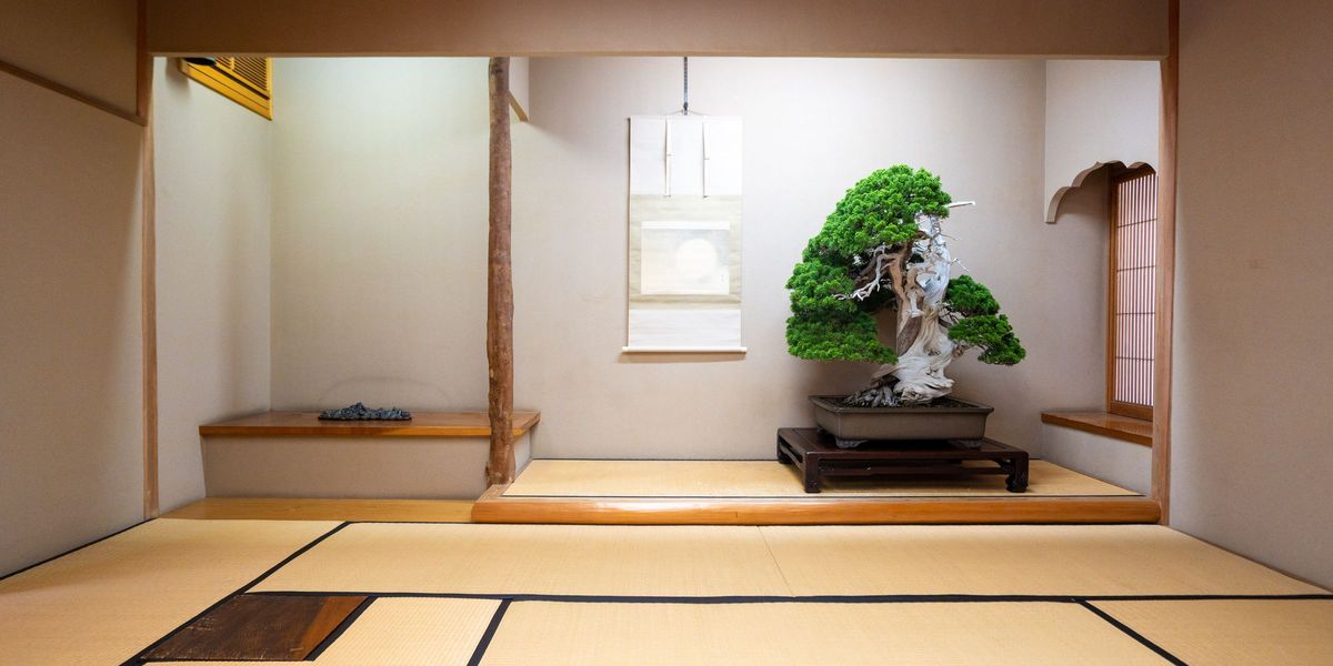 A tatami room with an alcove, a hanging scroll and a bonsai