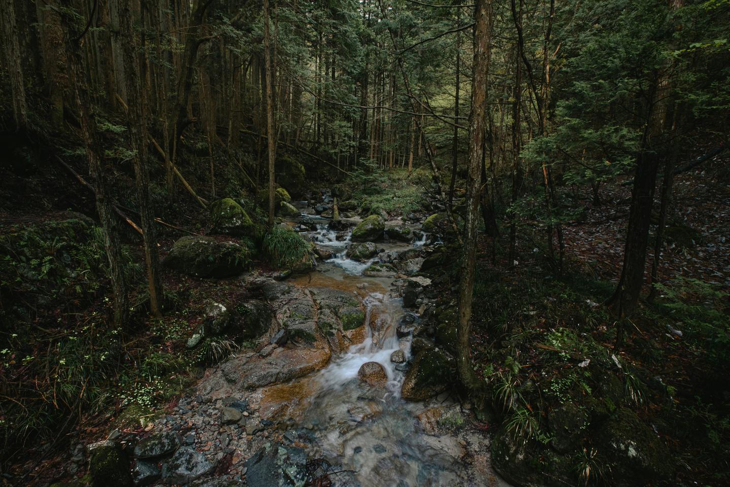 A stream running over mossy rocks through a dark conifer forest in the Kiso Valley