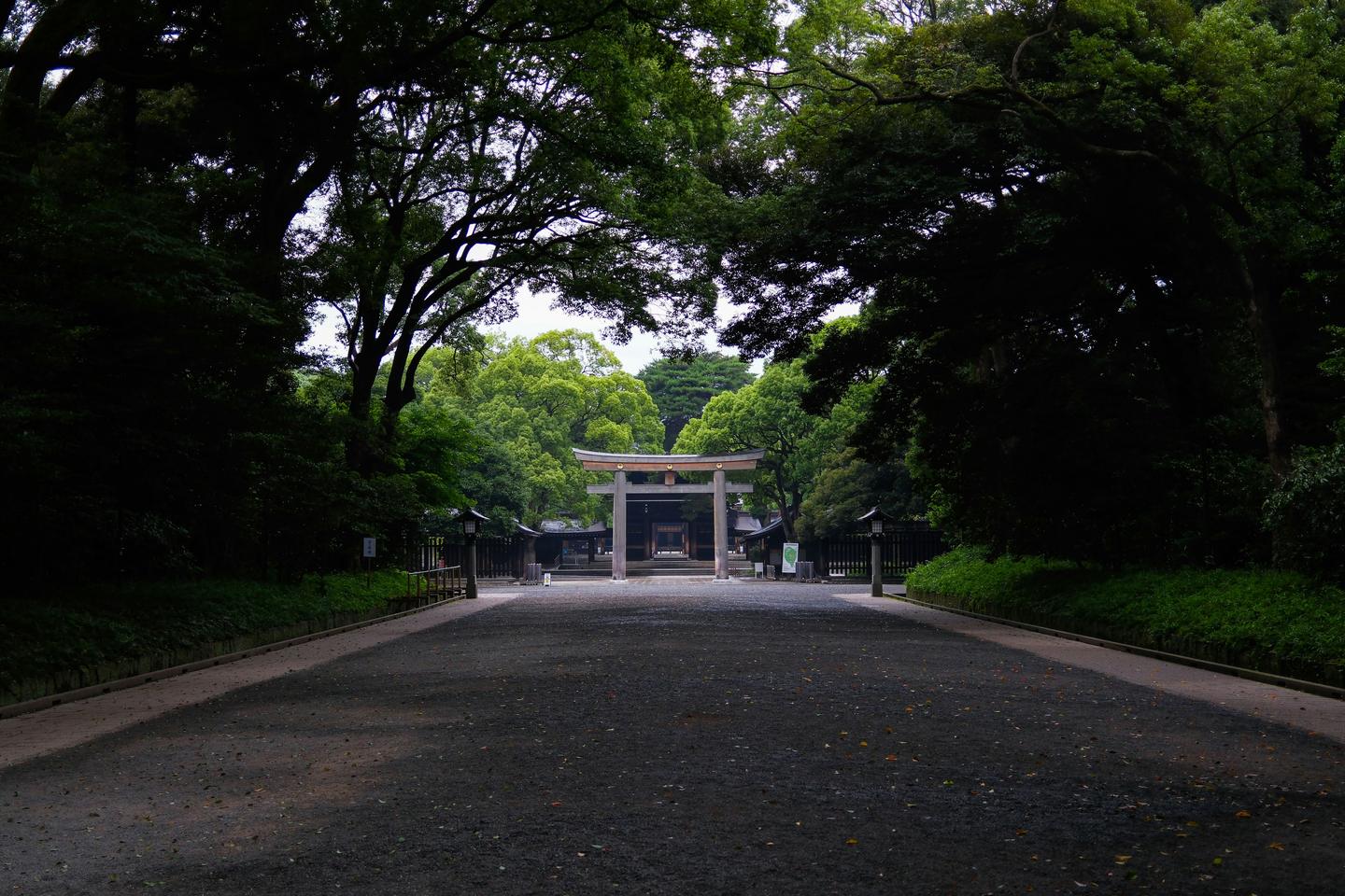 A wide gravel approach under a dense green canopy leading to a wooden torii gate at Meiji Jingu in Tokyo