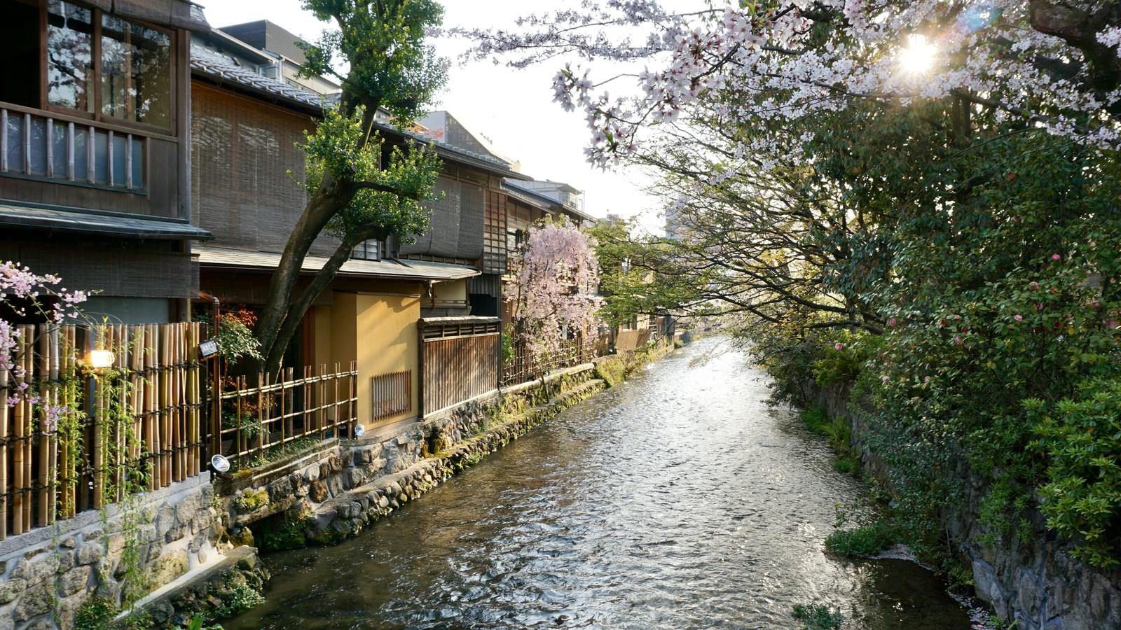 Cherry blossom over a shallow canal lined with old wooden houses and bamboo fences in Kyoto