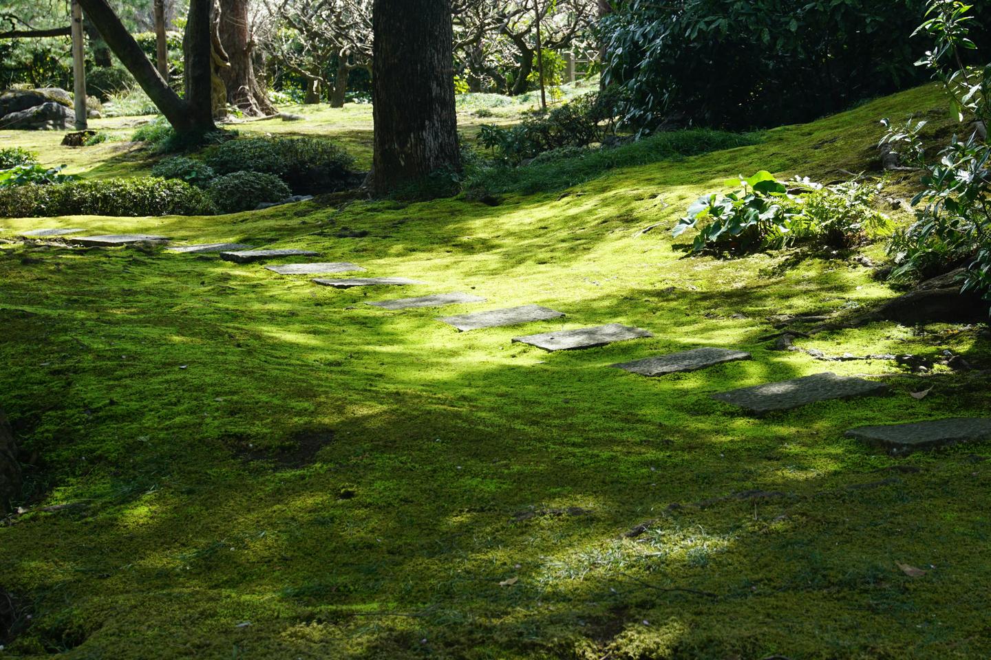 Sunlight on a thick carpet of moss beneath trees in a Kyoto garden
