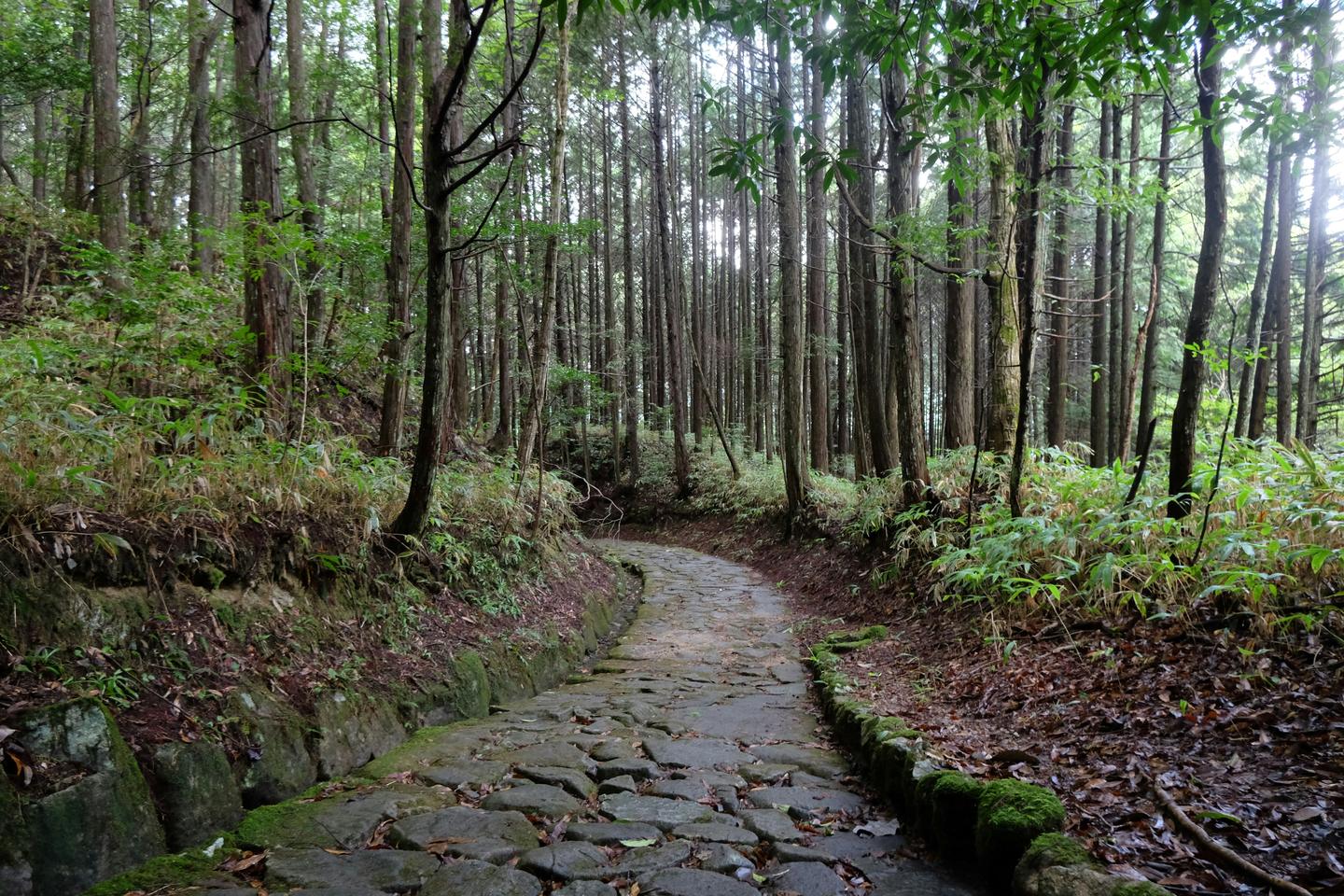 An old stone-paved stretch of the Nakasendo through cedar forest near Magome