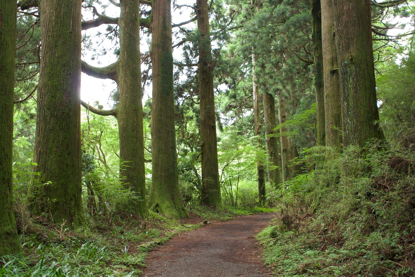 Un sentier entre de grands cèdres couverts de mousse dans la forêt de Hakone