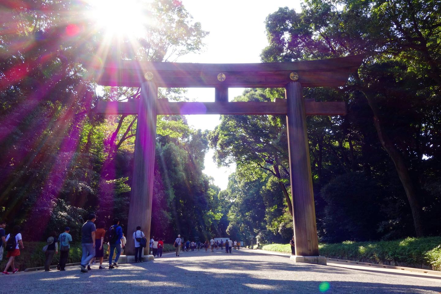 Morning sun through the great wooden torii on the forest approach to Meiji Jingu in Tokyo