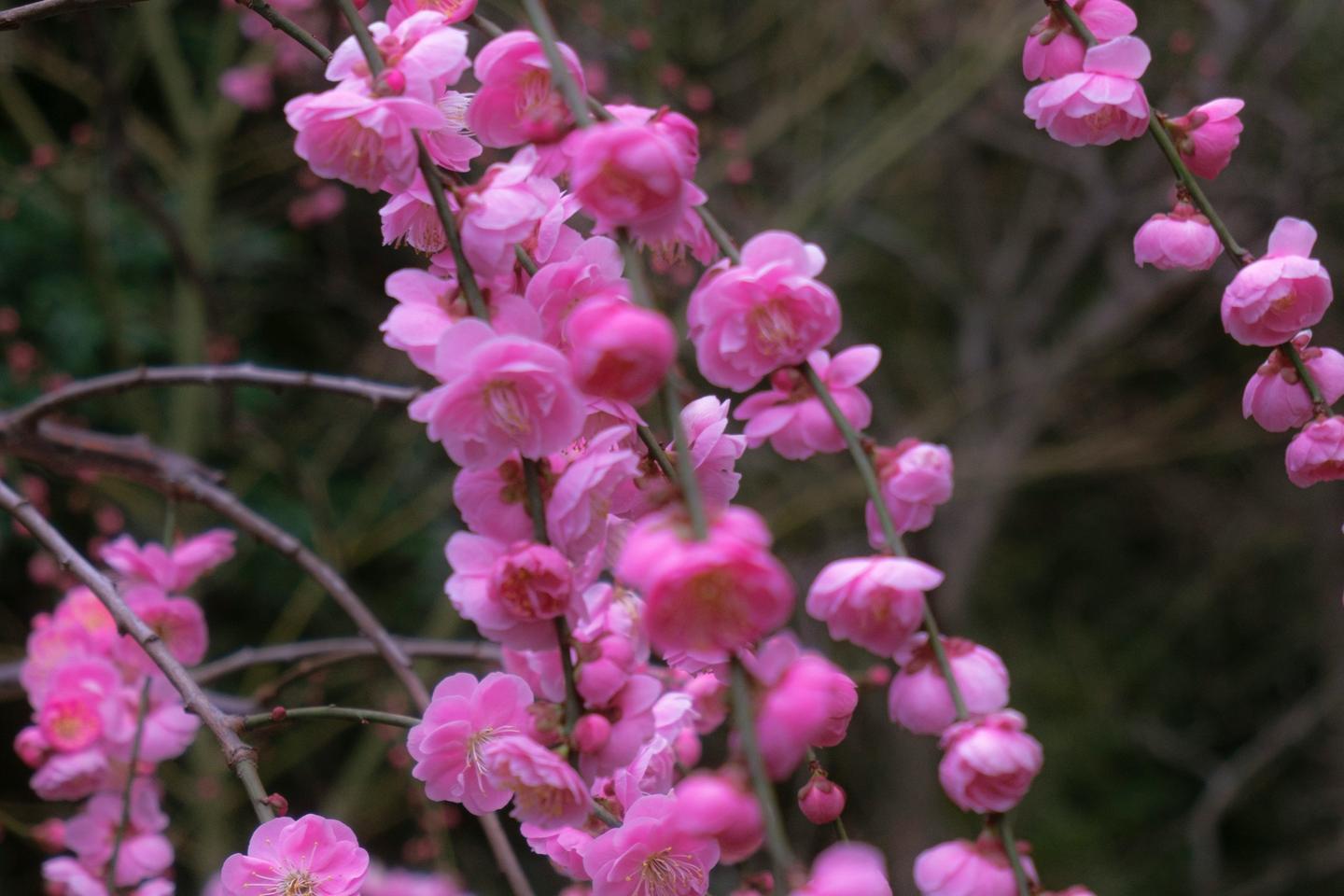 Hanging branches of a weeping plum covered in deep pink flowers in a Kyoto garden
