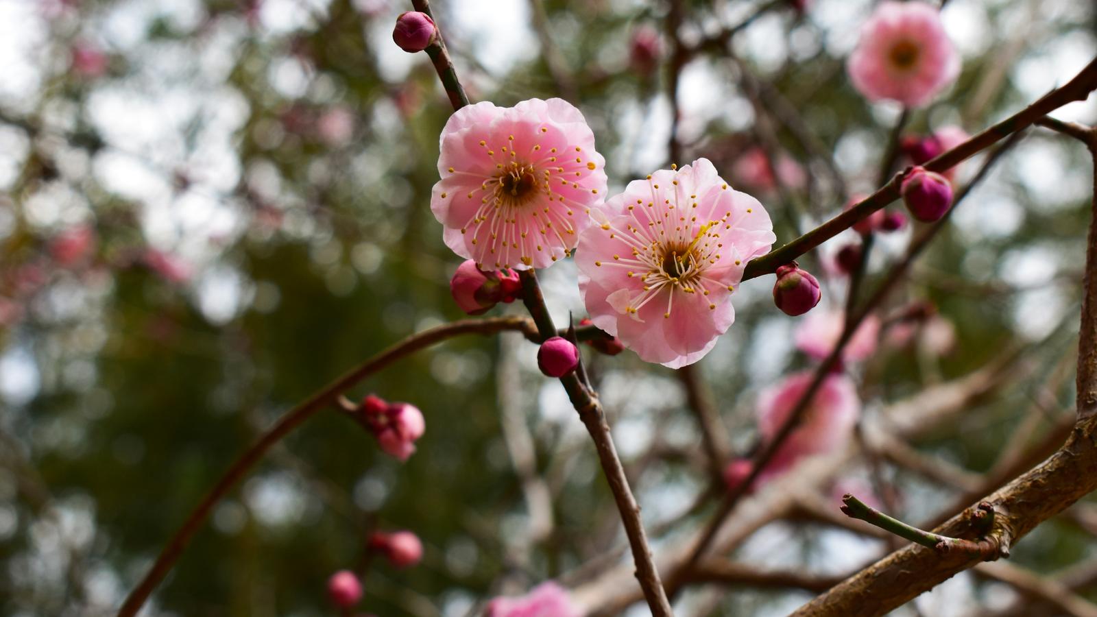 Two pale pink plum flowers and red buds on a bare branch in Kyoto in early spring