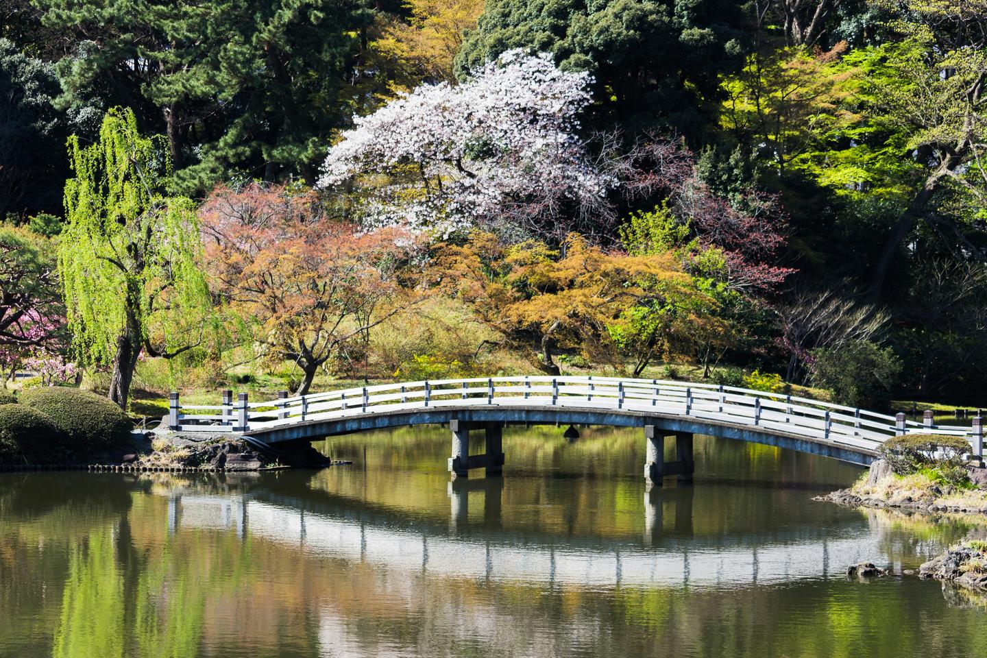 An arched bridge over a pond among flowering trees in Shinjuku Gyoen, Tokyo