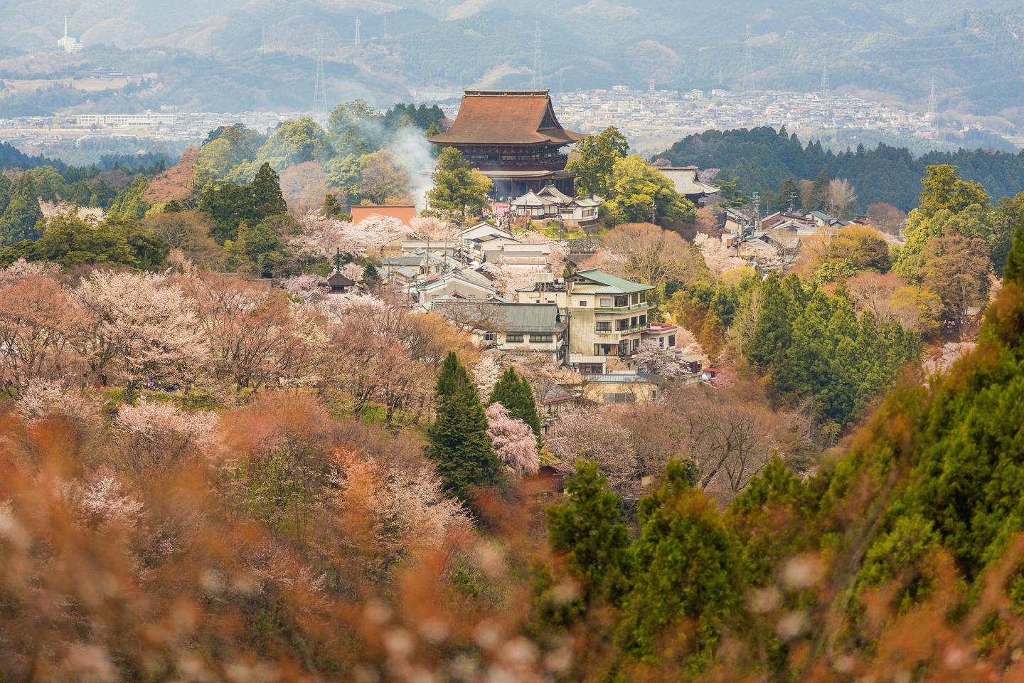 A temple hall above the town on Mount Yoshino, with cherry trees flowering across the slopes