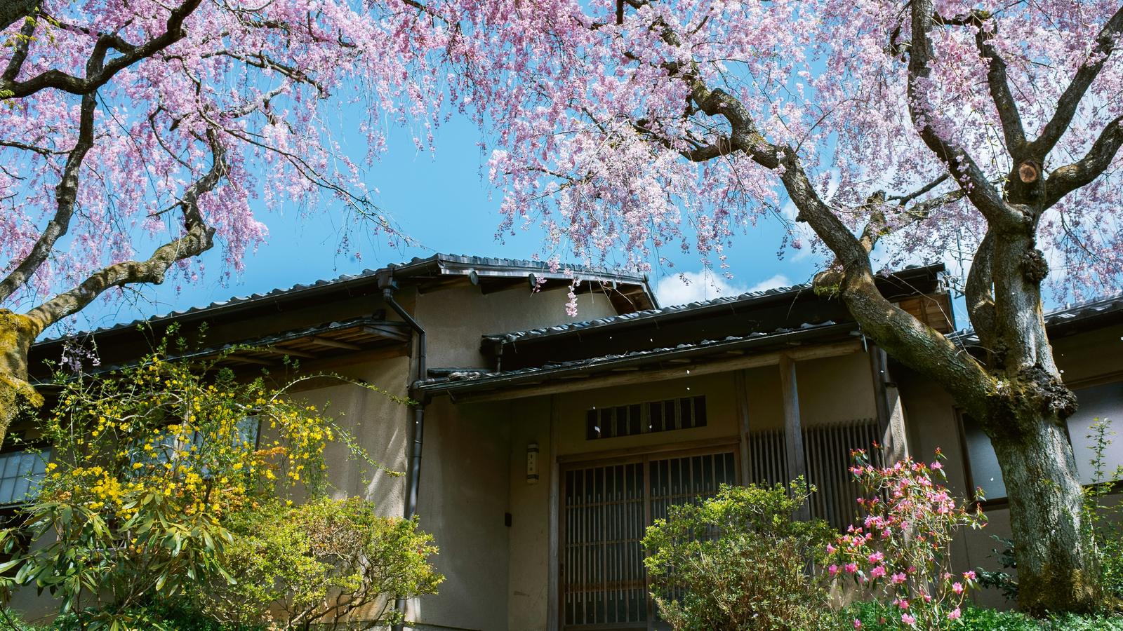 A wooden house under flowering weeping cherry trees in a garden in northern Kyoto