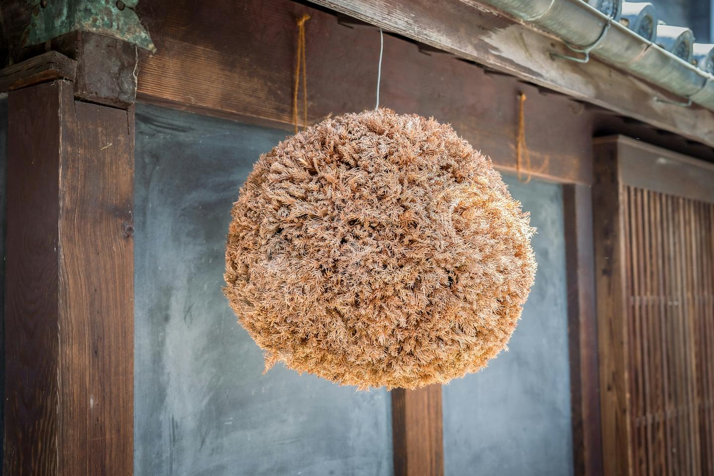 사케 양조장 처마에 걸린 스기다마 삼나무 공