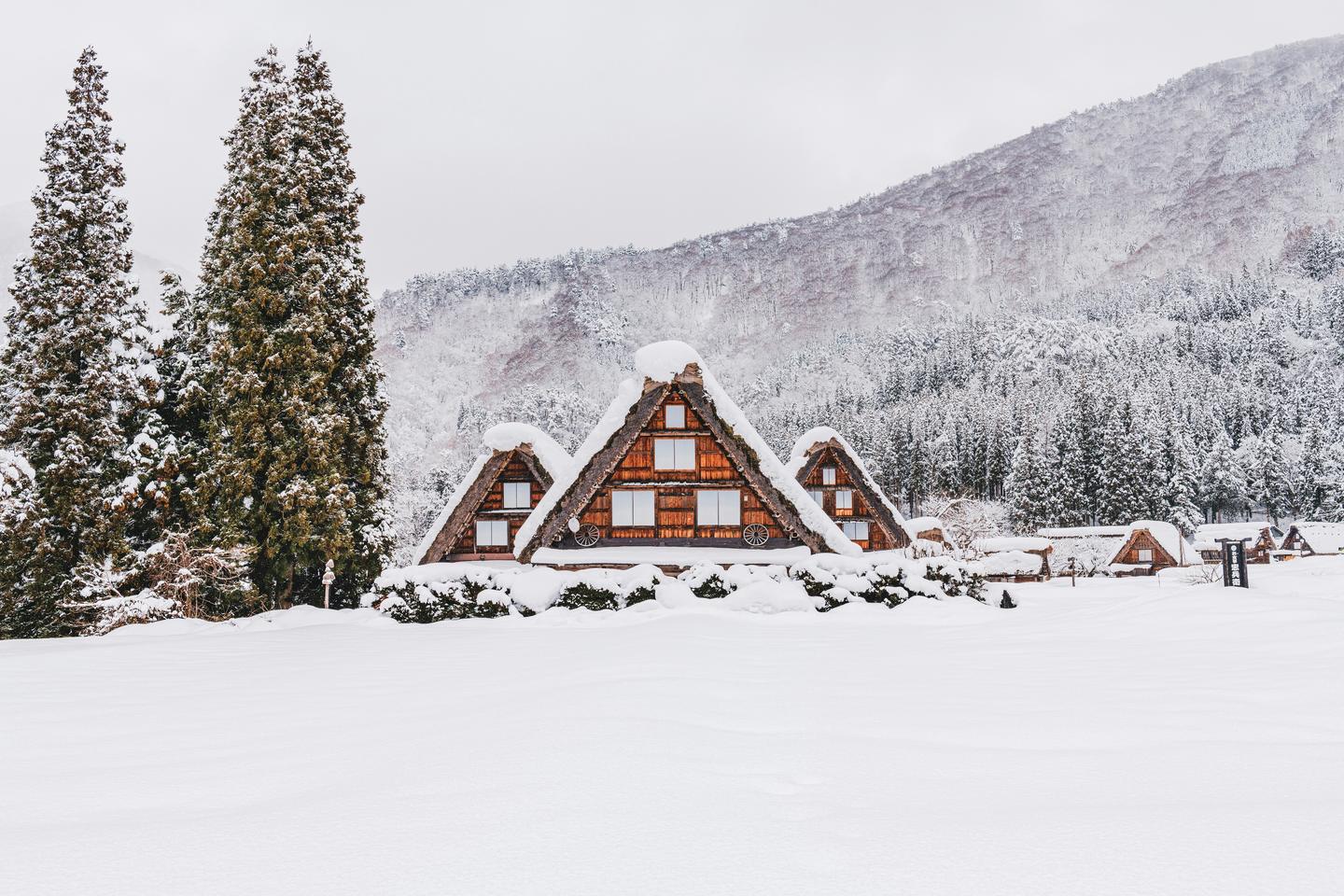Thatched gassho-zukuri farmhouses half buried in snow in Shirakawa-go, with tall cedars beside them