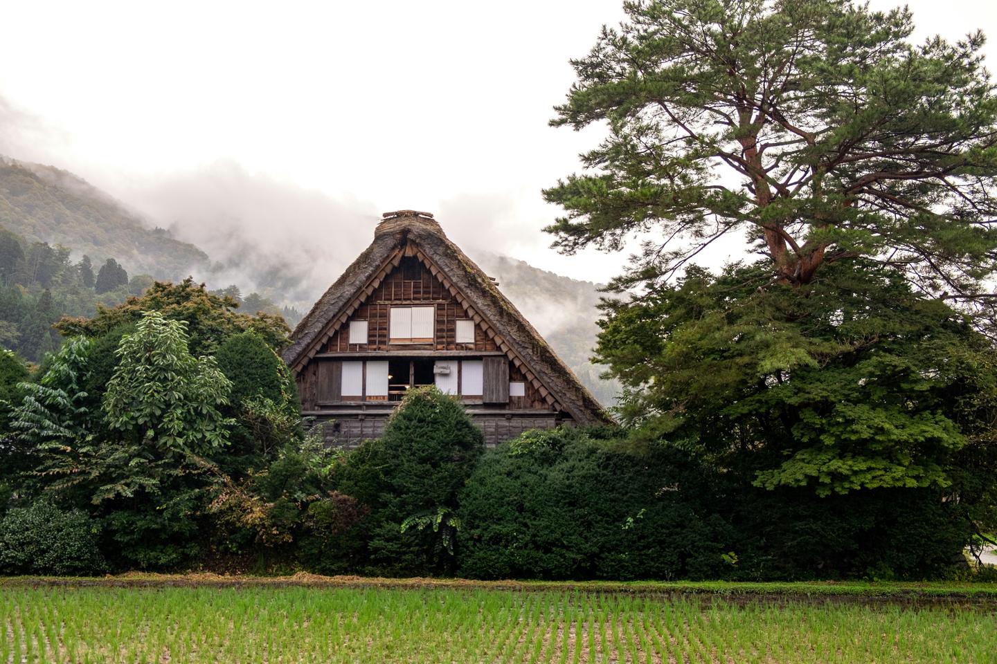 A thatched farmhouse in Shirakawa-go behind rice fields and a large pine, with mist on the hills