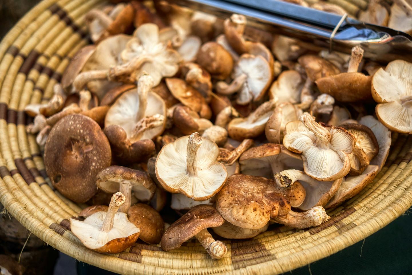 Shiitake mushrooms heaped in a woven basket