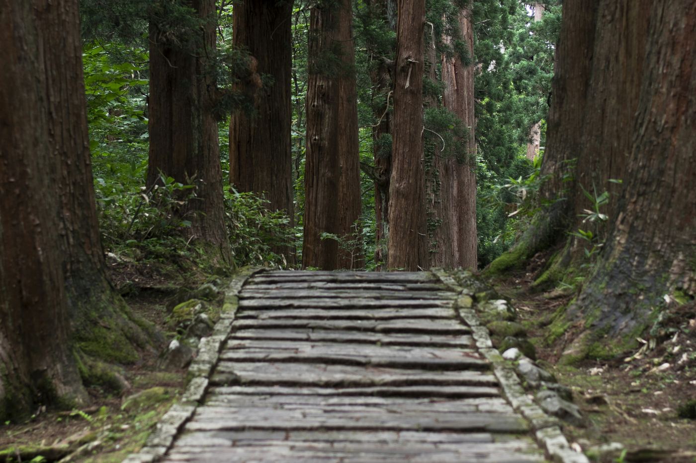 Stone steps between tall cedar trees