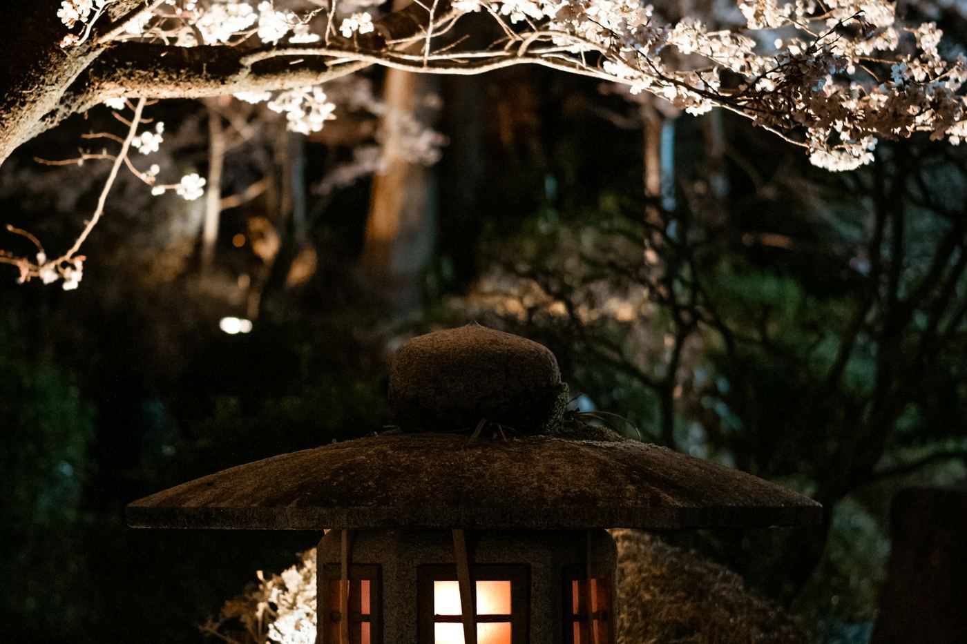 A stone lantern glowing at night under cherry blossom