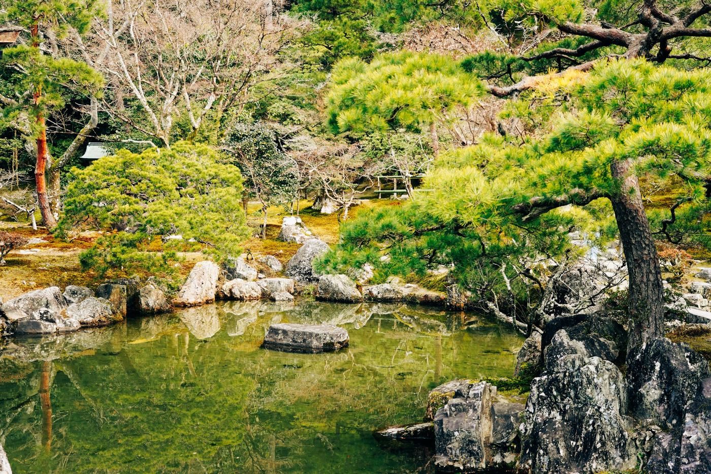 A Japanese garden with a still pond, pines and stones