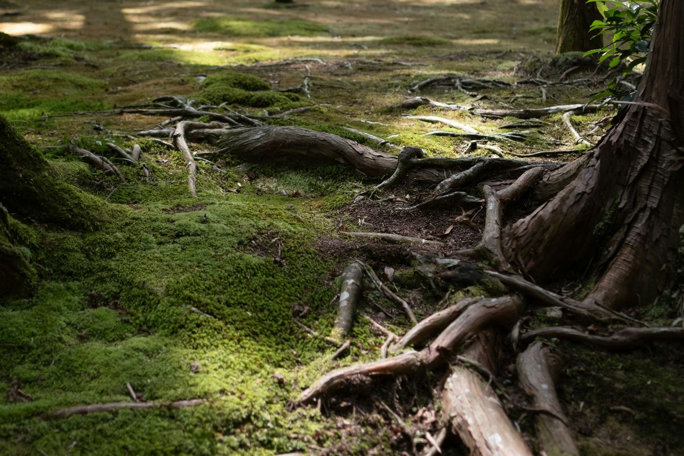 Moss and tree roots on a forest floor