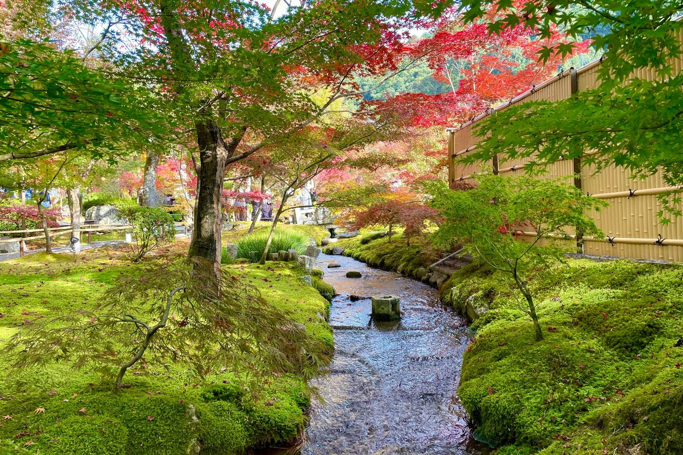 A stream running through moss and maples in autumn colour