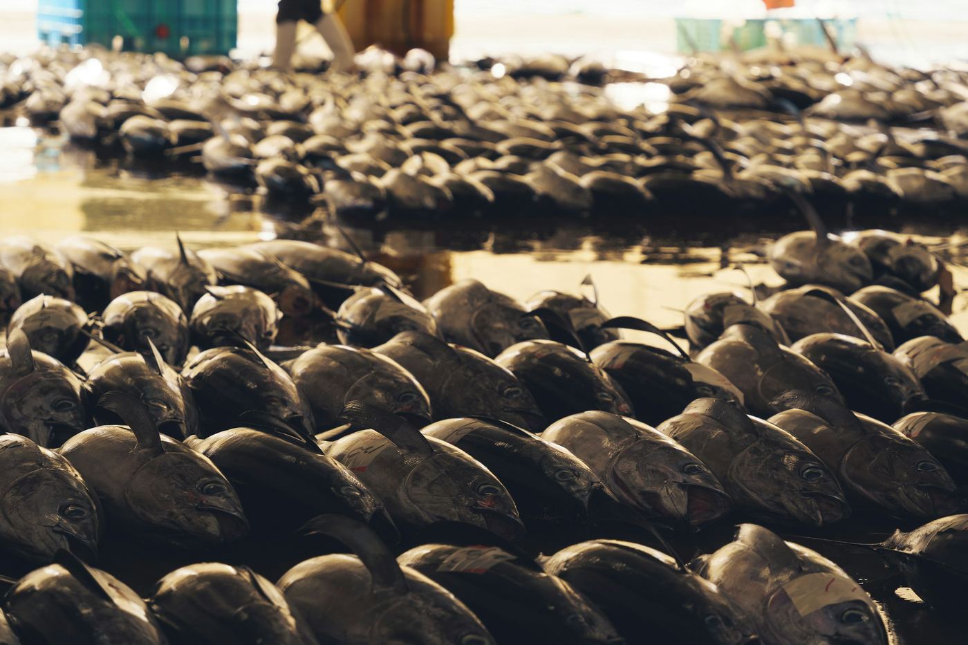 Rows of whole tuna laid out on a market floor